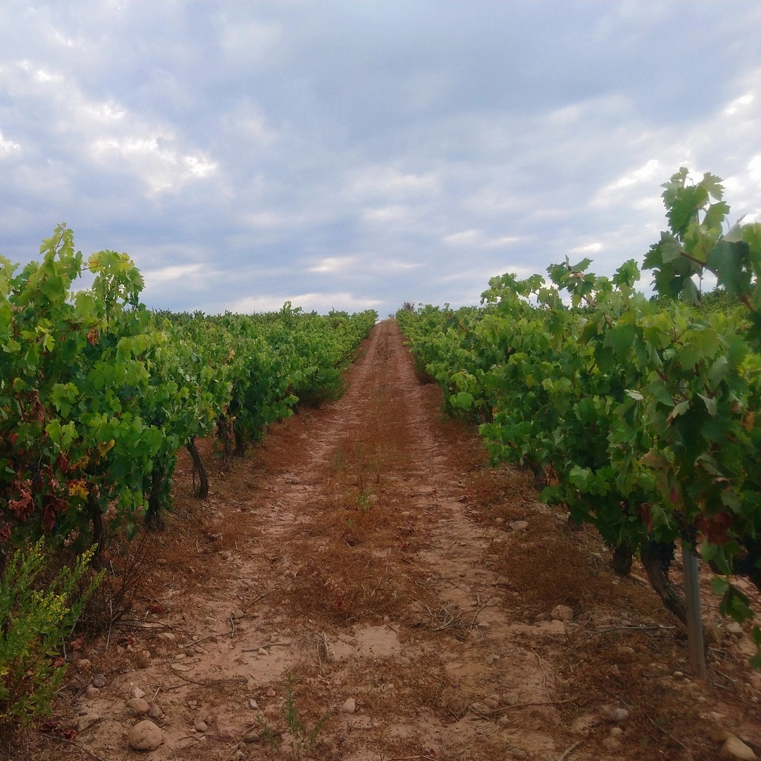 viña- vid- vino- rioja- Minúscula Wines- DOCa Rioja